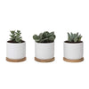 White Ceramic Succulent Pots with Bamboo Tray (Set of 3) | 4 Inch Succulent Planter Fits Larger Variety of Plants, Flowers & Cacti | Cute & Stylish Small Plant Pot with Drainage Hole