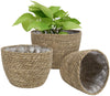 La Jolíe Muse Natural Seagrass Planter Basket (3-Pack), Plant Pot Cover, Indoor Plant Pots (10 Inch)